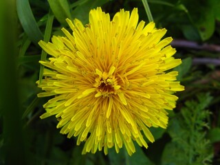 Yellow dandelion flower