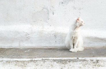 white cat in athens