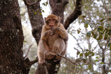 Monkey on a tree