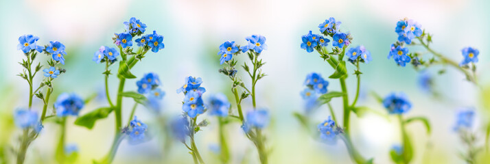 Spring or summer flowers landscape. Blue flowers of Myosotis or forget-me-not flower on sunny blurred background.
