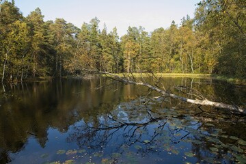 Fototapeta na wymiar Fallen tree trunk over pond in forest in sunny weather in autumn, Kaitalahti, Helsinki, Finland.
