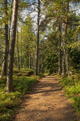 View of pathway through forest with clouds in the sky in autumn, Kaitalahti, Helsinki, Finland.