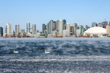 Swans swim over steaming lake and ice in winter with Toronto skyline in background