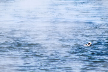Arctic long tailed duck in winter