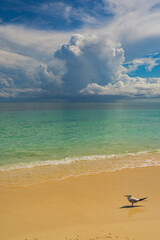 A solitary bird stands vigil, taking in the serene beauty of the turquoise waters and pristine sands of the Caribbean beach