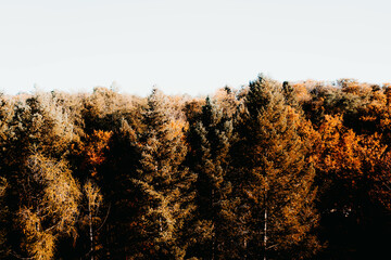 Celebrate the spectrum of fall colors with vibrant trees standing tall against a crisp white...