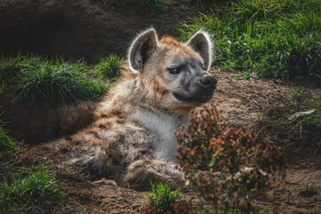 Hyäne schlummert in einem Erdloch