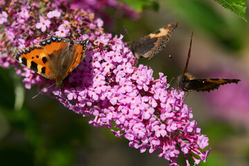 Kleiner Fuchs bei der Nektarsuche auf Sommerflieder
