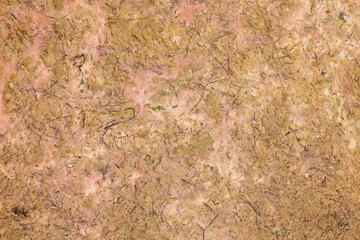 Closeup of rock at seashore with all kinds of dirt on it.