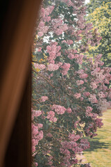 A window with a view of a bush, bursting with beautiful pink flowers, surrounded by sunshine