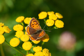 Brauner Feuerfalter (Lycaena tityrus) Weibchen	
