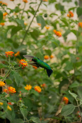 butterfly on a flower