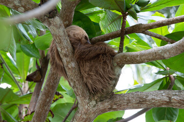 sleeping sloth