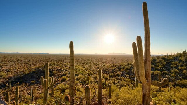 Timelapse/Hyperlapse of sunset behind iconic Arizona cactus