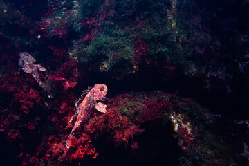 Scorpaena scrofa in the sea