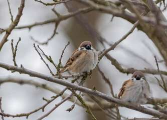 Ein Kleiner Spatz sitz auf einem Baum im Winter