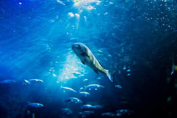 Fototapeta na wymiar Umbrina cirrosa in the blue sea