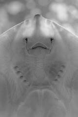 Myliobatoide close-up like a human