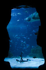 Naklejka premium Basque Country Gipuzkoa Province San Sebastian Shark in the Aquarium