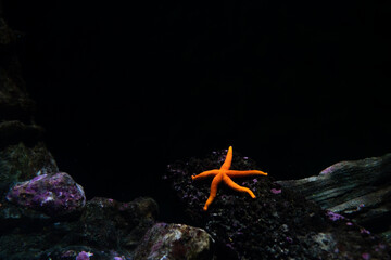 Starfish against black background