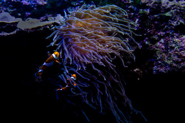 Swimming clown fish in sea anemone