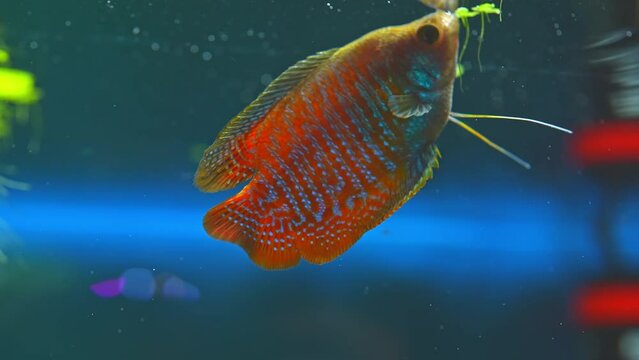 Dwarf gourami fish close up macro slow motion shot. Flame gourami, Red gourami or Sunset gourami fish. Native to India, West Bengal, Assam, and Bangladesh. Exotic fish in the home pool.