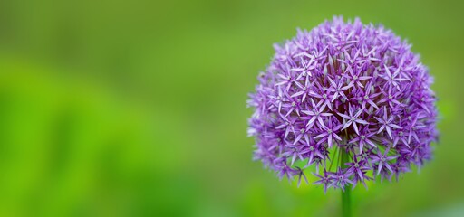 Allium giganteum – Beautiful green horizontal background with small purple flowers – Globular inflorescence – Copy space