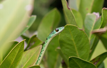 Spotted bush snake (Philothamnus semivariegatus)