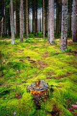 Mossy Woodland Forest