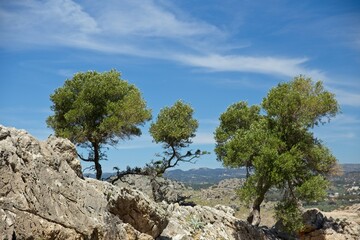 Fototapeta na wymiar Landscape view from Kolymbia Rock with trees in sunny spring weather, Kolymbia, Rhodes, Greece.
