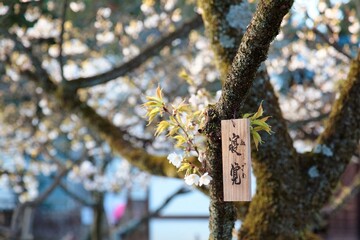 Close-up view of beautiful Sakura cherry blossoms, with a traditional Japanese wooden plaque hanging under a Sakura trees in Hirano Jinjya Temple, Kyoto, Japan ( blurred background effect ) - obrazy, fototapety, plakaty