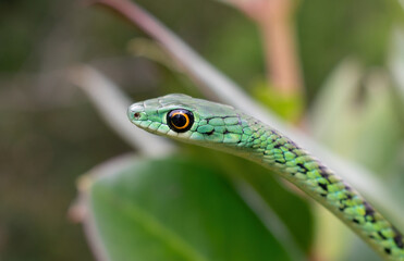 Spotted bush snake (Philothamnus semivariegatus)