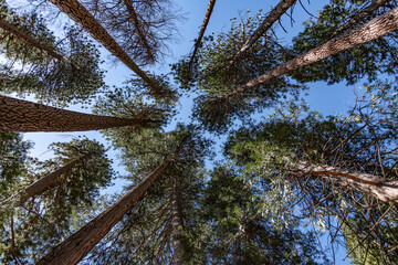 Ponderosa Pine treetops in Yosemite NP
