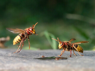 Hornisse (Vespa crabro) 