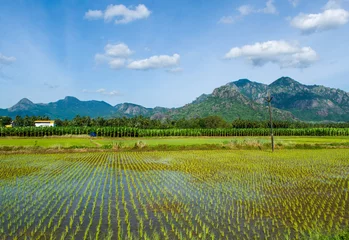 Tuinposter A paddy wetland cultivation with a beautiful mountain background in a tropical climate © Ebenezer