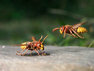 Hornisse (Vespa crabro) 