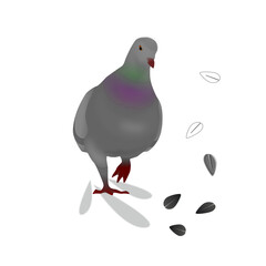 Funny dove runs to the seeds, vector image without background