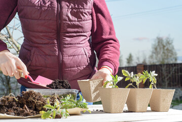 The hand of a young woman are planting the seedlings into containers with the soil.