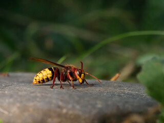 Europäische Hornisse (Vespa crabro)