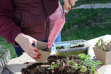 Fototapeta premium young woman planting tomatoes plants to the paper pots. copy space.