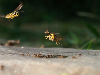 Europäische Hornisse (Vespa crabro)