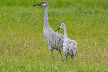 Sandhill crane pair in Florida field with standing water.  Some sandhill cranes do not migrate.