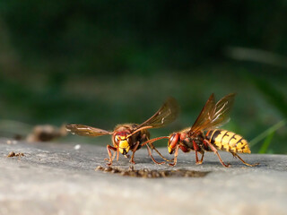 Europäische Hornisse (Vespa crabro)