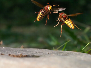 Europäische Hornisse (Vespa crabro)