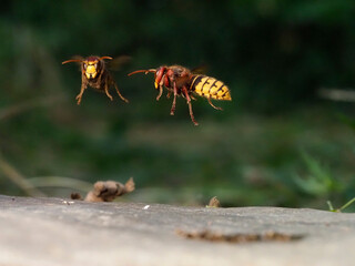 Europäische Hornisse (Vespa crabro)