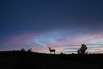 Fototapeta na wymiar Silhouette of a deer on a mountain