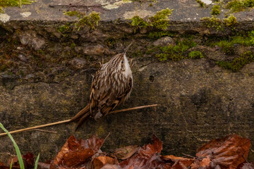 Ein Gartenbaumläufer an einer kleinen Mauer