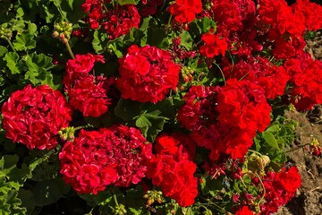 Fototapeta premium Closeup of blooming red geranium flowers in sunny greek weather, Kolymbia, Rhodes, Greece.