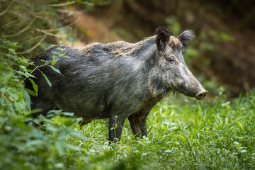 Wild boar (Sus scrofa) in summer coat close up
