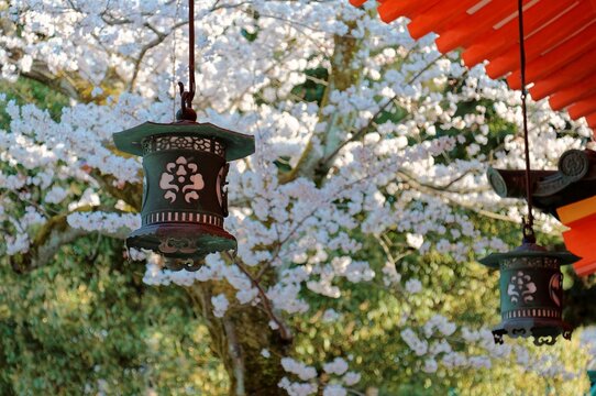 Scenic view of traditional Japanese lanterns hung under wooden eaves & a flourishing Sakura cherry blossom tree blooming by the bright red architecture ~a corner in Heian Jingu (Shrine) in Kyoto Japan